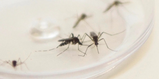 Paraná registra 203 novos casos de dengue em uma semana