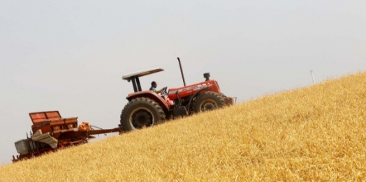 Plantio da segunda safra de milho está no fim; produtividade segue média histórica no Paraná