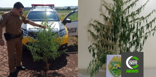 Polícia Militar apreende pé de maconha em Itaipulândia