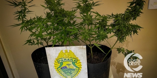 Polícia Militar apreende pés de maconha plantados em vasos