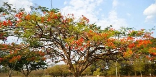 Primavera 2024: clima seco deve continuar até meados de novembro