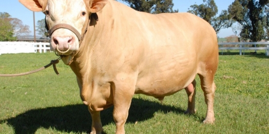 Primeira raça bovina desenvolvida no Paraná, Purunã ganha adeptos pelo Brasil