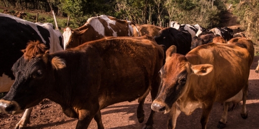 Produção de Leite em Missal volta ao patamar de 25 milhões de litros anuais