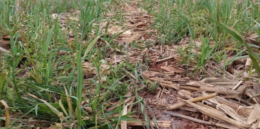 Produtividade: IDR-Paraná discutirá manejo de solos compactados no Show Rural