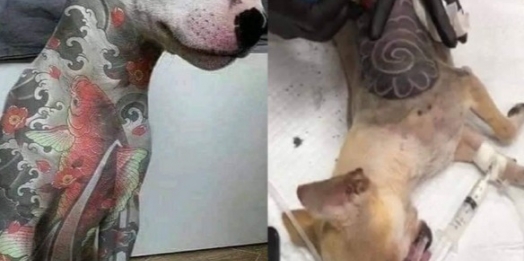 Projeto de lei quer proibir tatuagens e piercings em animais