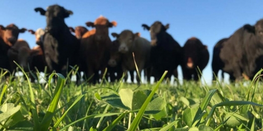 Projeto Lavoura de carne vai mostrar características da pecuária de alta performance