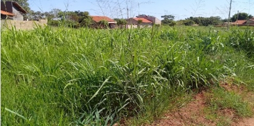 Proprietários de terrenos baldios em situação de abandono serão notificados em Santa Helena