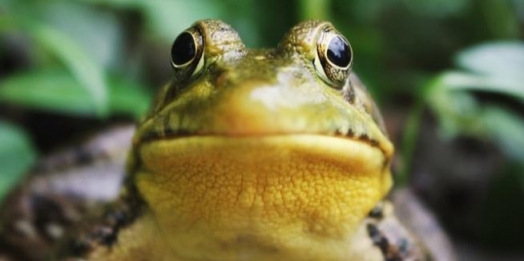 Quando o sapo canta, é porque tem frio? Entenda o som desse bichinho!