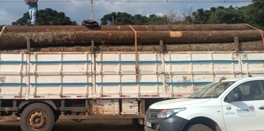 Regional do IAT apreende carga ilegal com 24 toras de araucária no município de Pinhão