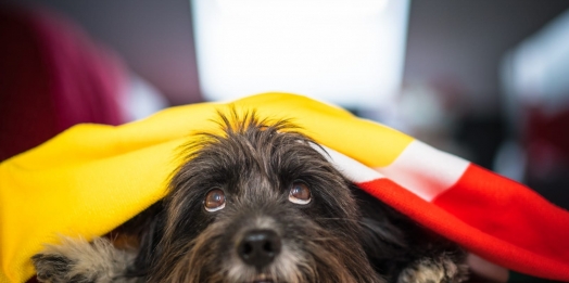 Saiba como proteger os pets do barulho dos fogos no Réveillon