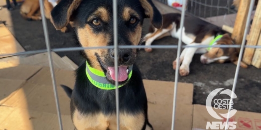 São Miguel do Iguaçu: Amor sem Coleiras realiza II feira de adoção de animais