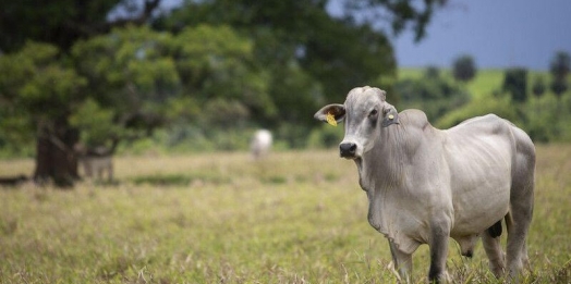 Véspera do término do recadastramento de animais no Paraná, Santa Helena tem 236 explorações pendentes