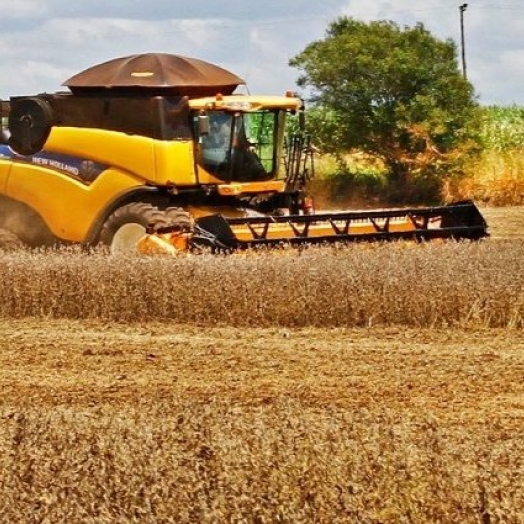 34 cidades do Paraná têm Valor Bruto de Produção Agropecuária acima de R$ 1 bilhão