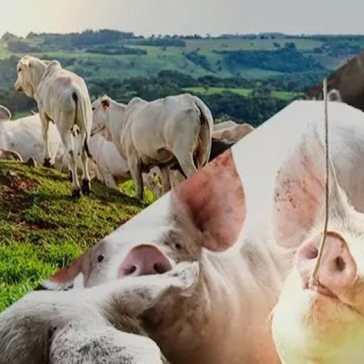 A partir do início de junho, produtores já precisam ter cadastramento para transportar animais