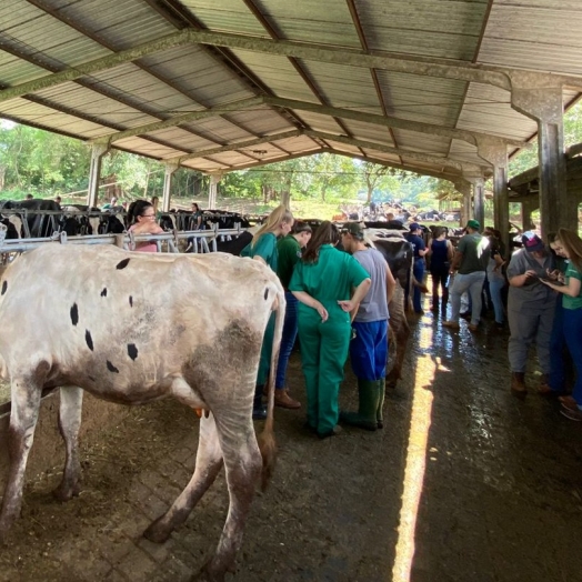 Acadêmicos de Medicina Veterinária da Faculdade UNIGUAÇU realizam Aula Prática em Propriedade focada em Bovinocultura de Leite