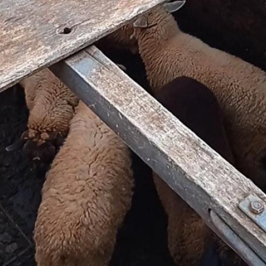 ADAPAR flagra trânsito irregular de animais no Posto de Fiscalização do Trânsito Agropecuário de Guaíra