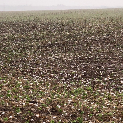 Agricultores de Guaíra temem prejuízos nas lavouras após temporal