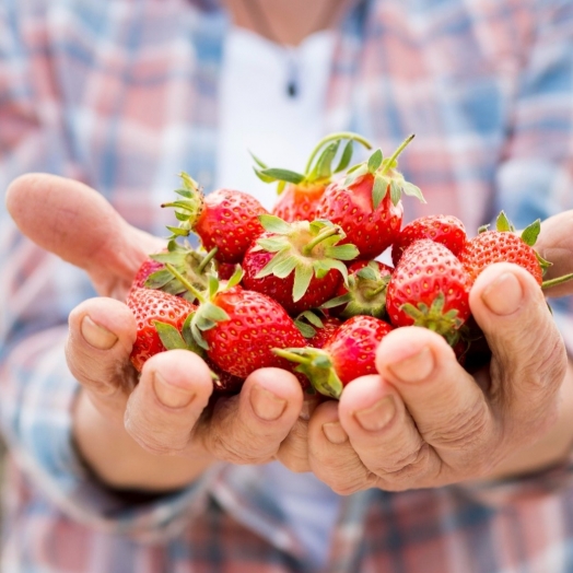 Agricultura orgânica em ascensão: o crescimento do sistema de produção no Brasil