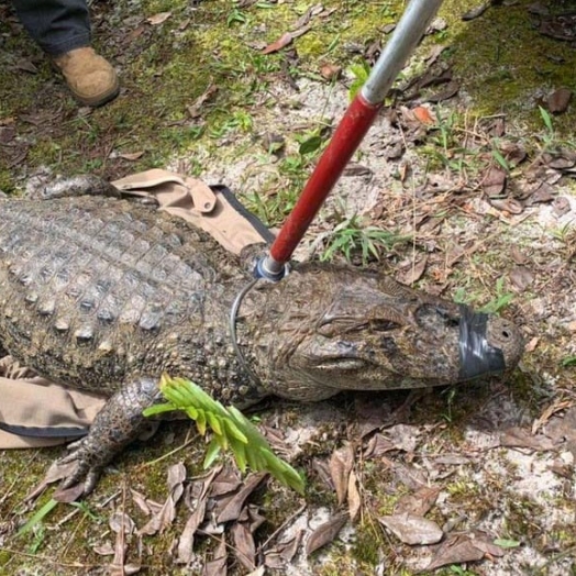 Animal silvestre em casa? Veja o que fazer se receber uma visita inesperada neste verão