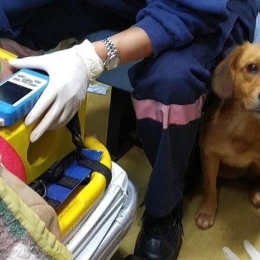 Antes do acolhimento, cachorrinho invadiu hospital duas vezes para ficar próximo ao dono atropelado