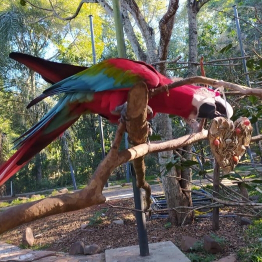 Aves do Refúgio Biológico da Itaipu ganham “almoço especial” no Dia dos Namorados