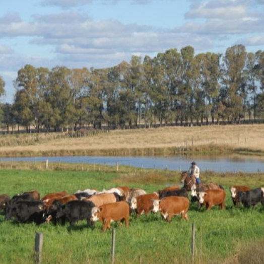 Brachiaria: Cultivar promete mais produtividade ao pecuarista