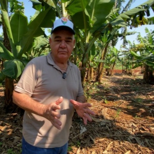 Banana prata e caturra impulsonam a agricultura em Foz do Iguaçu