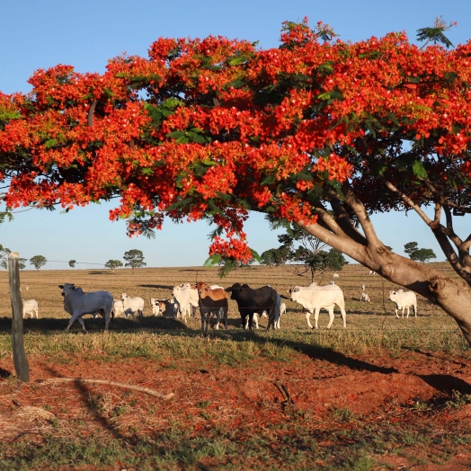 Boletim analisa queda no preço da arroba bovina ao produtor