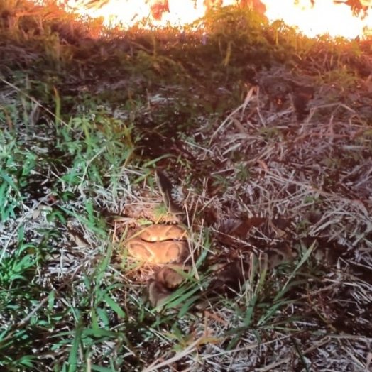 Bombeiro quase é picado por cobra urutu no balneário de Santa Helena