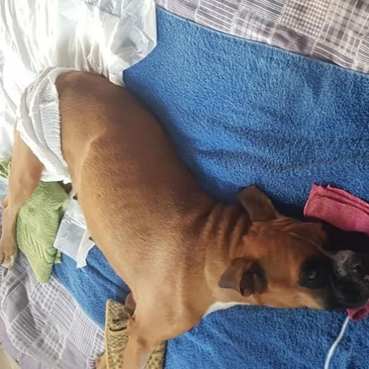 Boxer resgatada após ser abandonada em bolsa em Santa Helena recebe alta e se recupera em casa