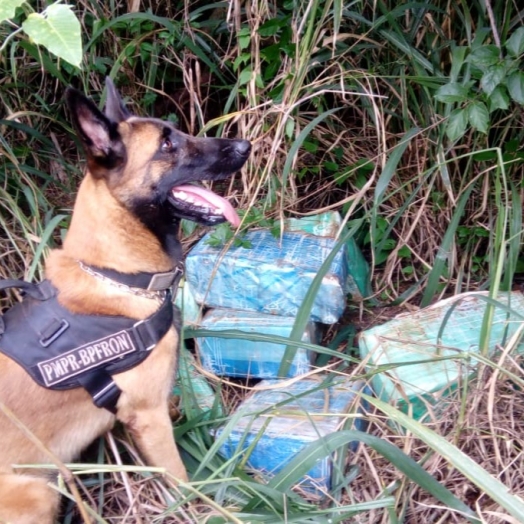 BPFRON apreende 158 kg de maconha durante Operação Hórus em Santa Helena