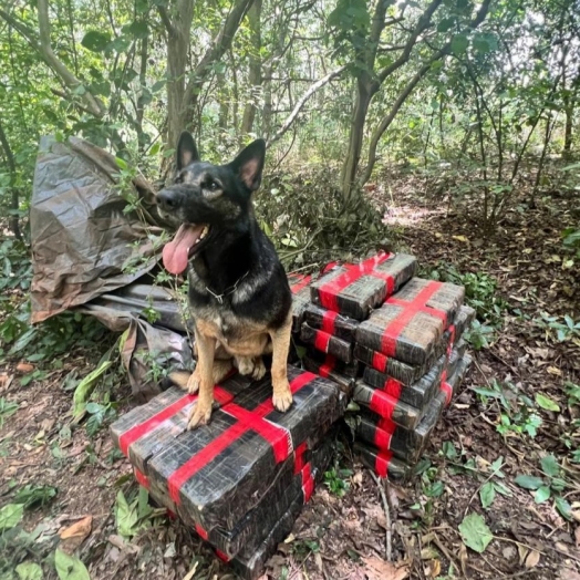 BPFRON apreende 300 kg de maconha em Santa Helena