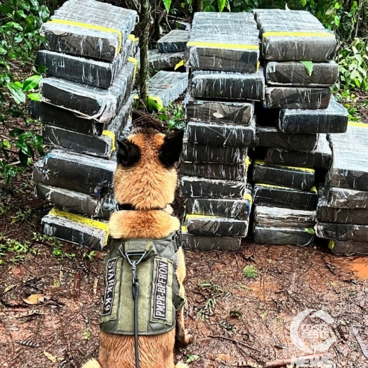 BPFron apreende quase uma tonelada de droga em Santa Helena