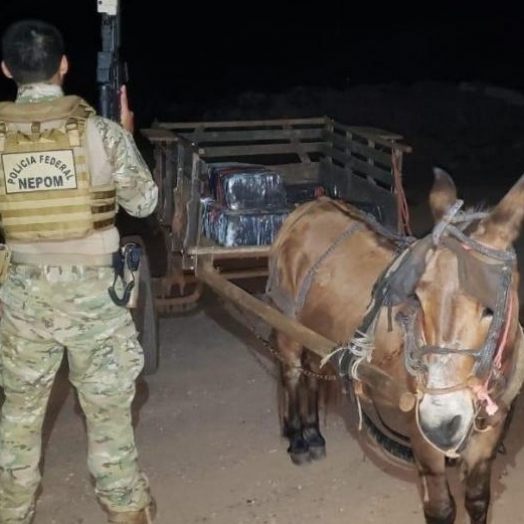 Burro puxando carroça carregada de maconha é apreendido em Guaíra