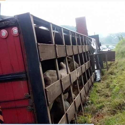 Caminhão carregado com bois tomba na BR-277