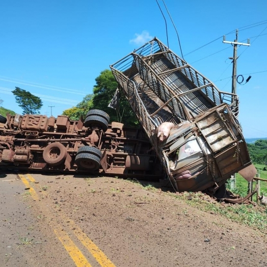 Caminhão carregado com porcos tomba na PR 488