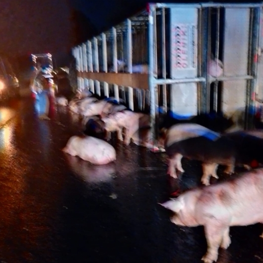 Caminhão carregado de porcos tomba na BR-277 e animais ficam soltos na pista