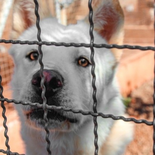 Canil Municipal de Santa Helena abriga mais de 150 animais