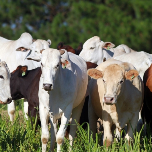 Chancela como área livre de febre aftosa sem vacinação foi a marca da defesa agropecuária em 2021