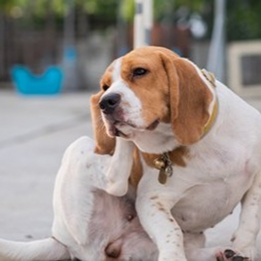 Coceira em cães: seu cão se coça mais do que o normal?