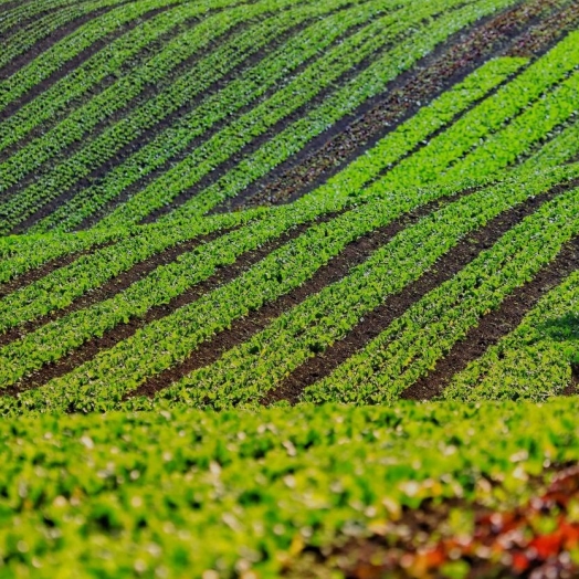 Com 3,9 mil agricultores certificados, Paraná lidera produção orgânica do Brasil