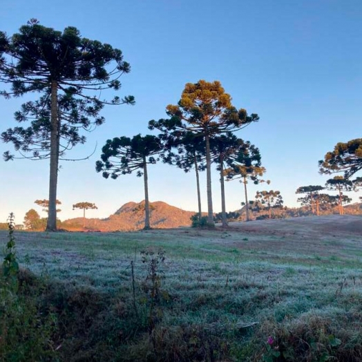 Com a chegada da primavera, IDR-Paraná e Simepar encerram Alerta Geada 2023