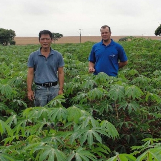 Com apoio do Estado, cultivo de mandioca ganha eficiência, tecnologia e movimenta economia