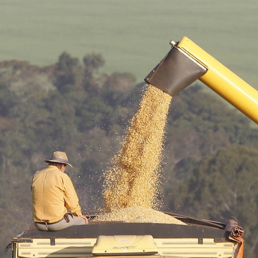 Com demanda crescente no mundo, Paraná deve produzir 19 milhões de toneladas de milho