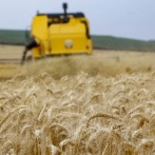 Com safra recorde de trigo, Paraná mantém ritmo de venda aos mercados interno e externo