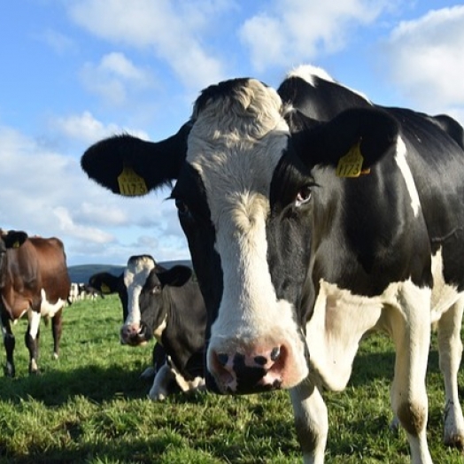 Conab estima produção de carnes acima de 31 milhões de toneladas em 2024 e atinge novo recorde na série histórica