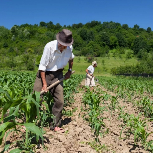 Conab realiza chamada pública para compra de alimentos da agricultura familiar