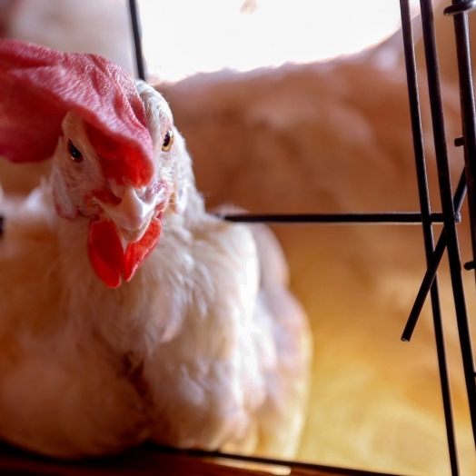 Contra gripe aviária, Sistema de Agricultura reforça cuidados com a biossegurança de aviários