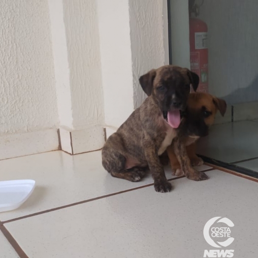 Cresce o número de cães abandonados em São Miguel do Iguaçu