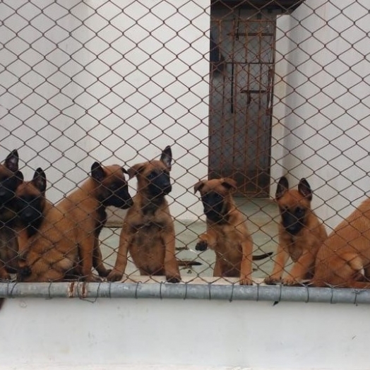 Da escolha na matilha até a aposentadoria: como é a carreira de um cão policial na Polícia Penal do Paraná?